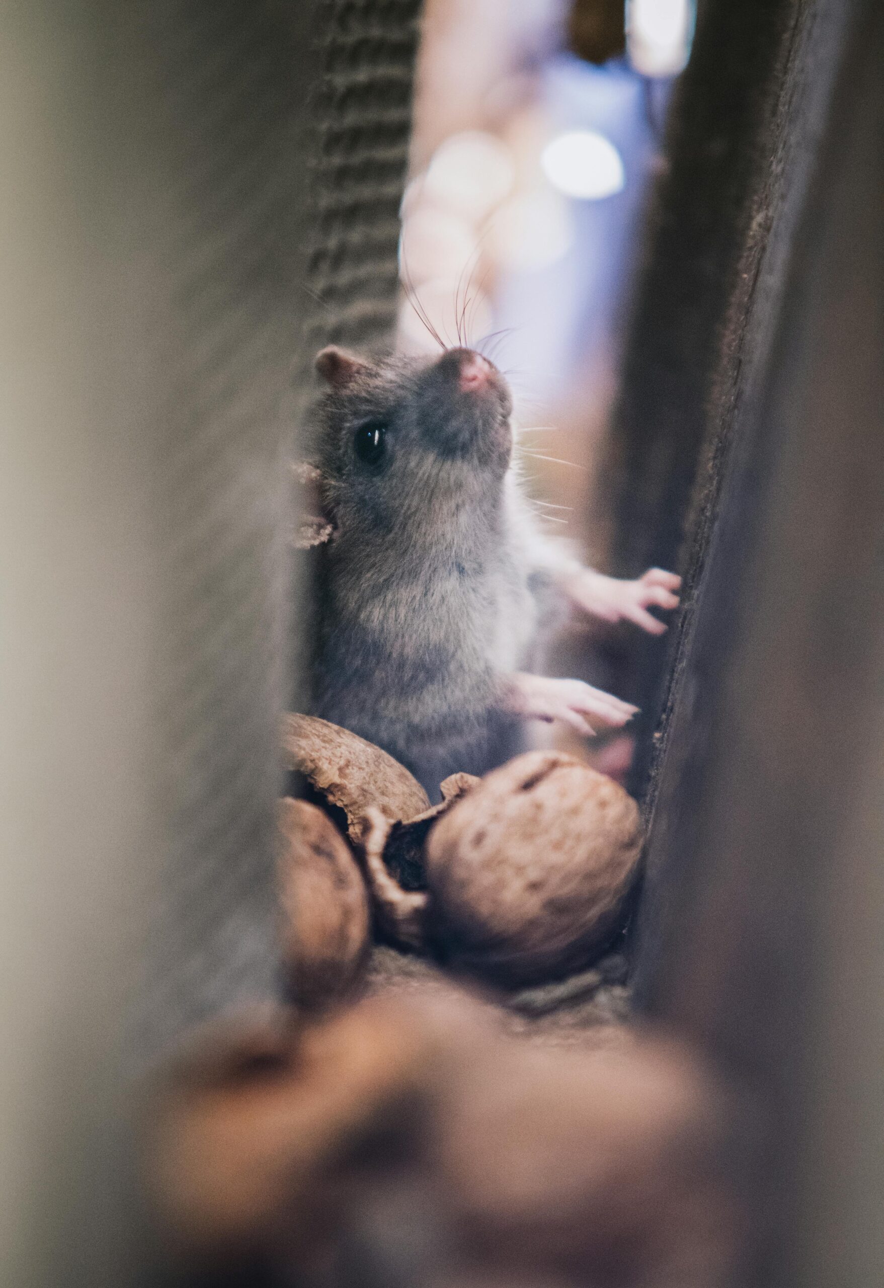 ¿Cómo identificar la presencia de ratones en casa?
