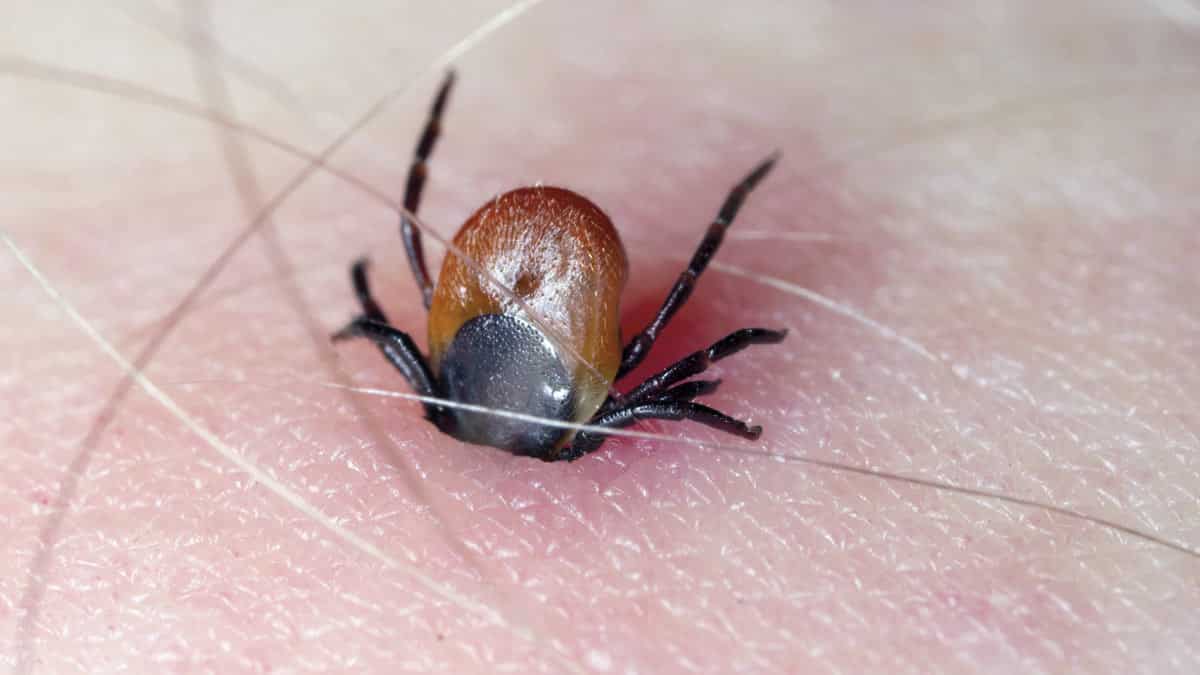 Garrapatas: La Plaga silenciosa que amenaza a mascotas y personas