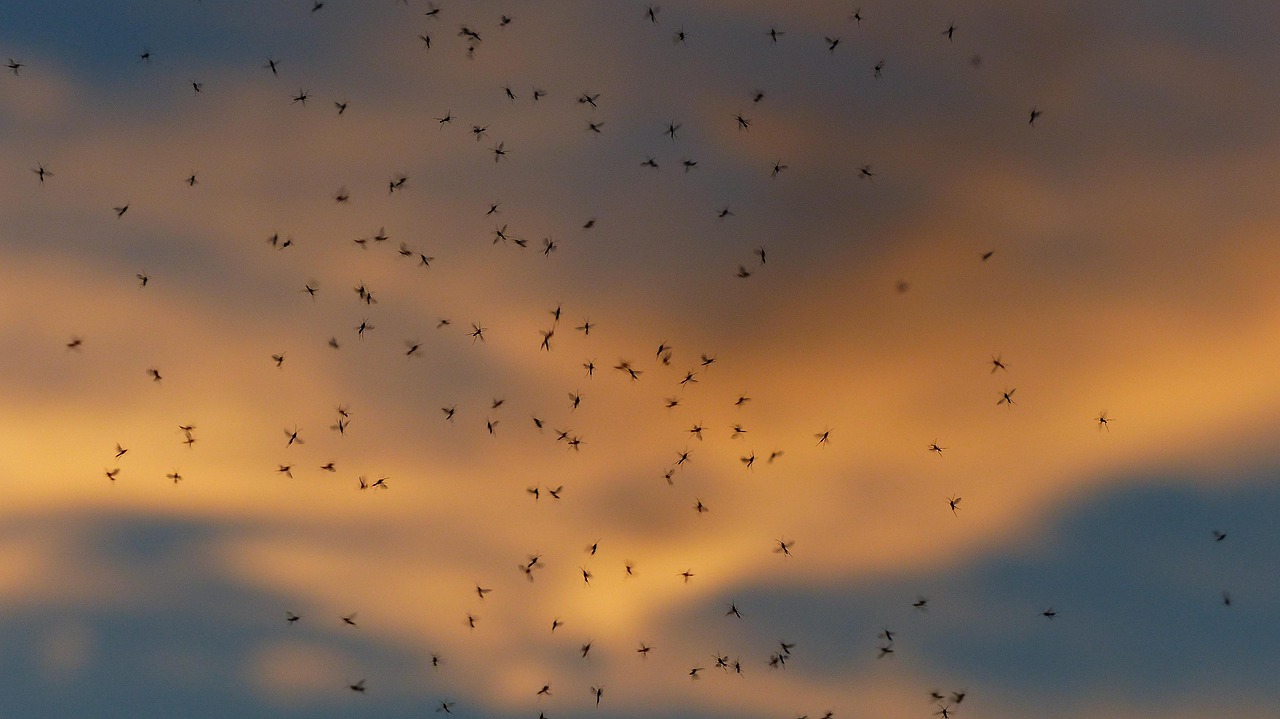 Invasión de mosquitos en Collado Villalba: por qué aumentan este verano y cómo protegerte