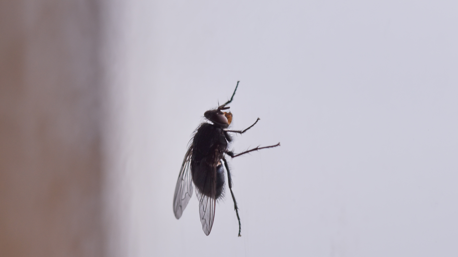 Villalba en verano: consejos para evitar cucarachas, hormigas y mosquitos en tu hogar