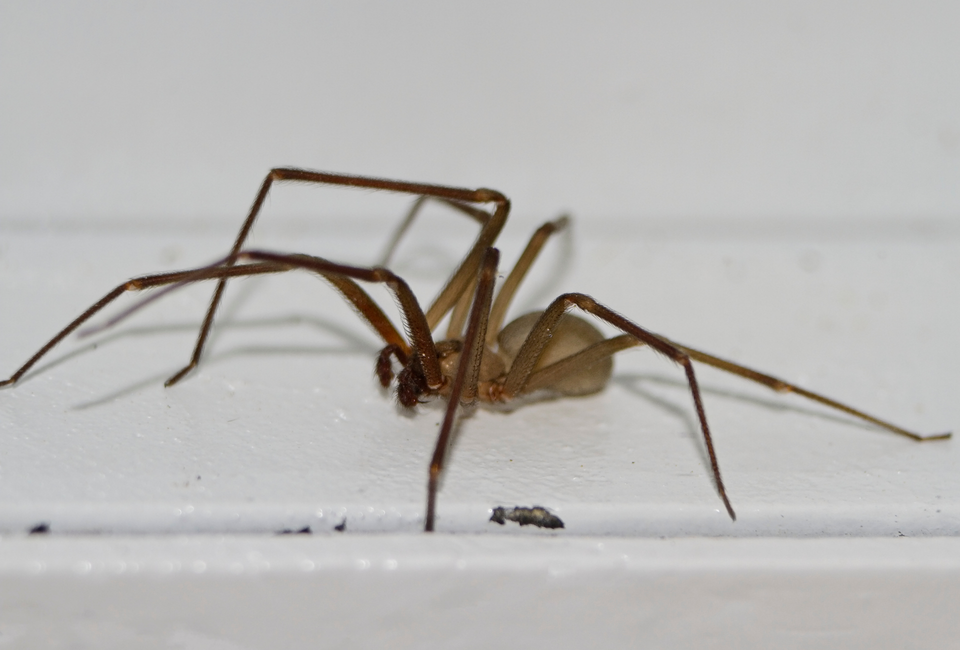 Araña violinista en Villalba: cómo identificarla y proteger tu hogar