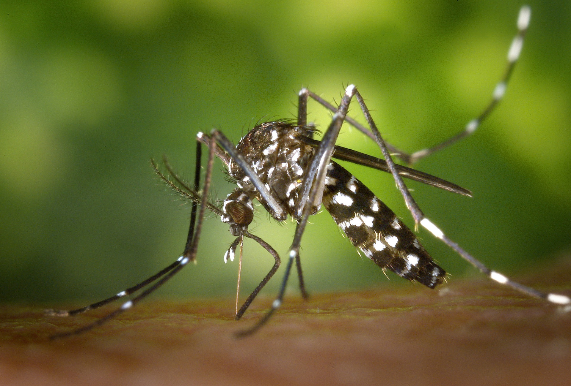 Mosquito tigre en Villalba: riesgos en zonas rurales y naturales