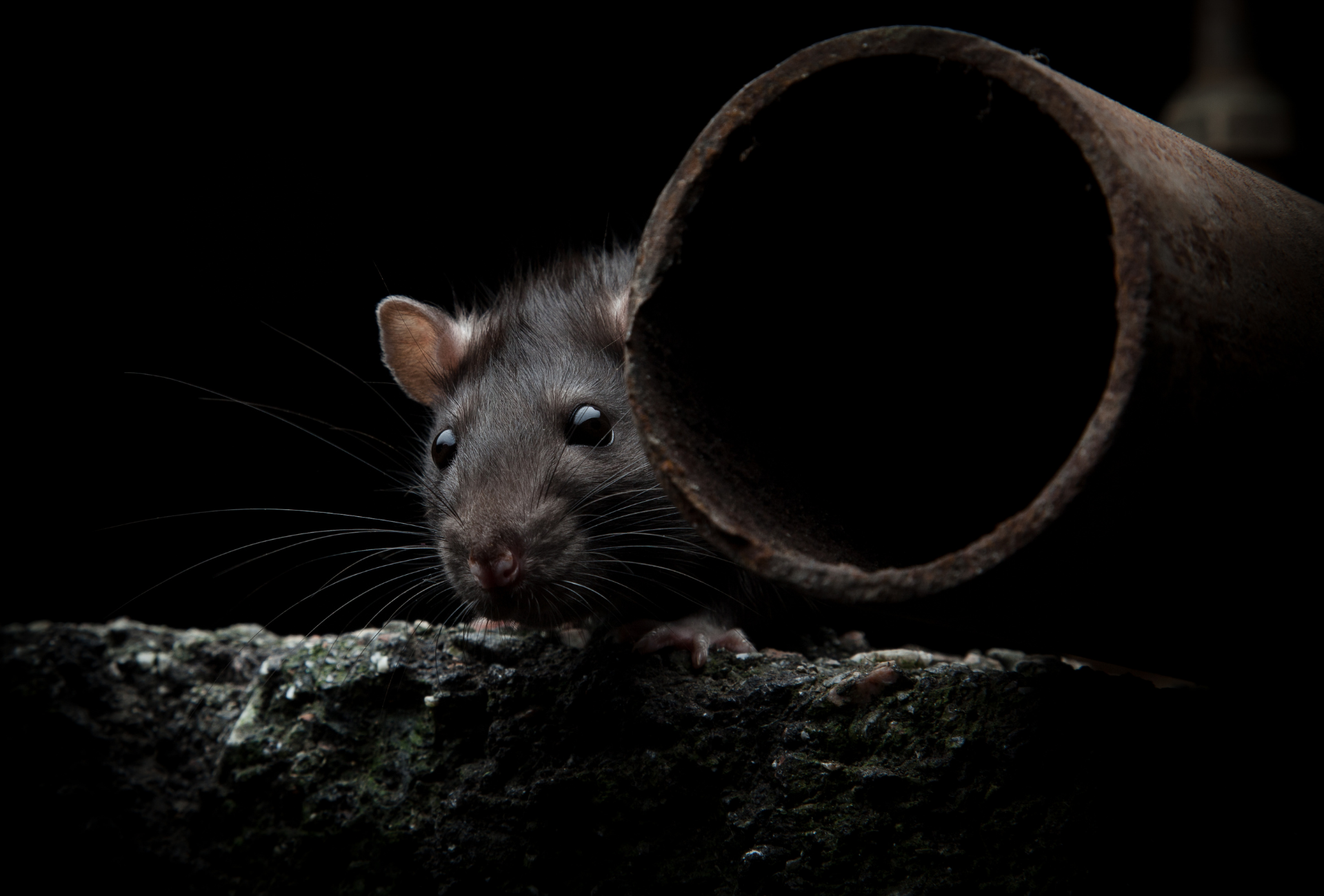 Villalba bajo la lupa: la amenaza invisible del alcantarillado urbano